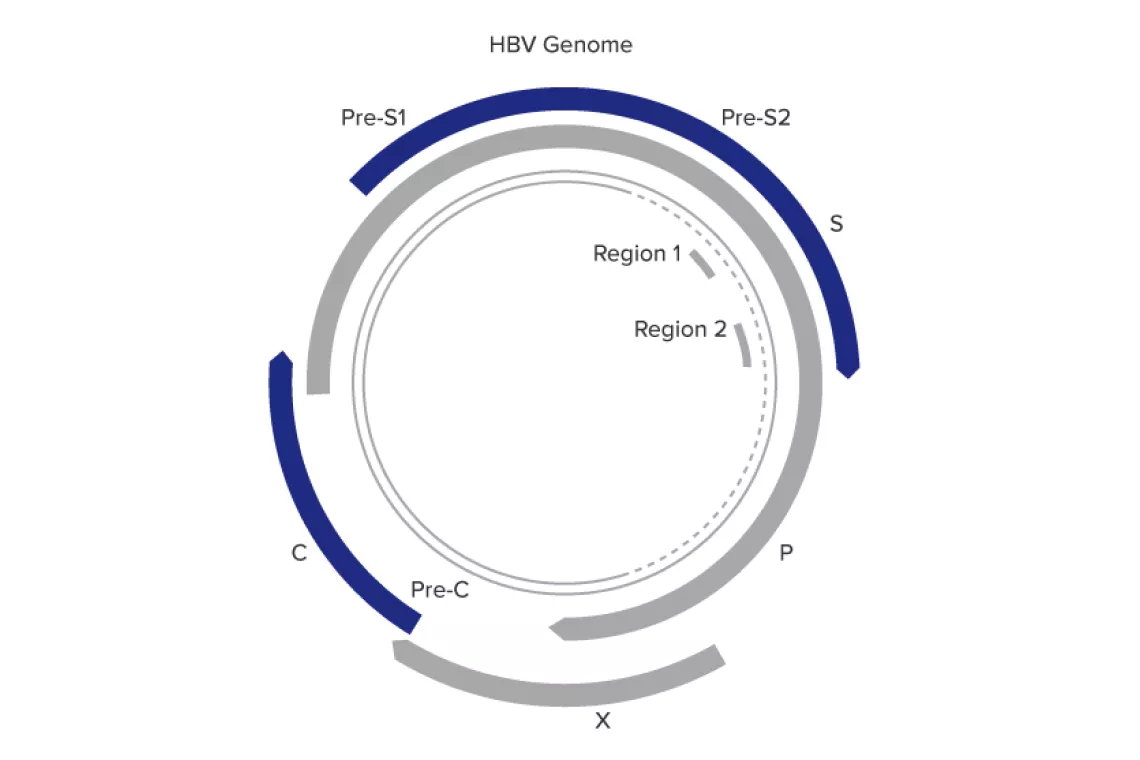 Illustration af Aptima™ HBV Quant Assay – designet til pålidelighed over et bredt dynamisk område
